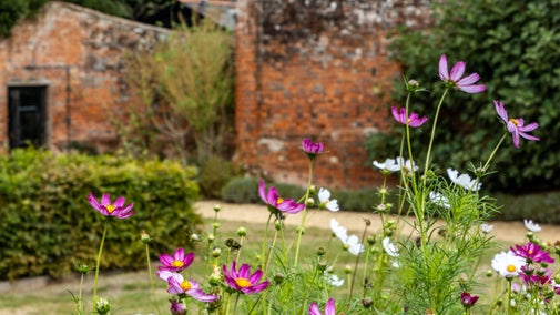 Purple and white flowers on a lawn, with hedge to left, gravel path and old red brick walls in background